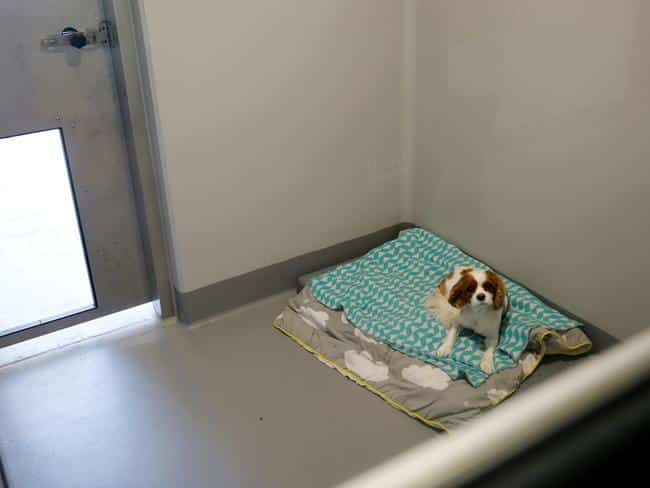 A dog looking up at the camera from a bed in a quarantine room,