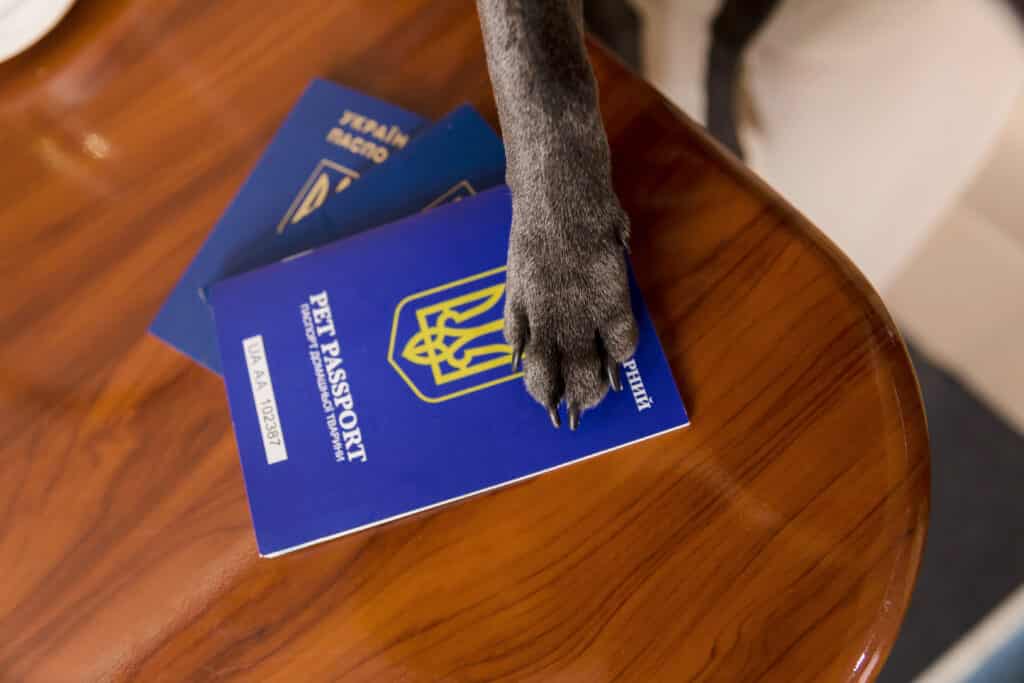 A cat with its paw on 2 pet passports