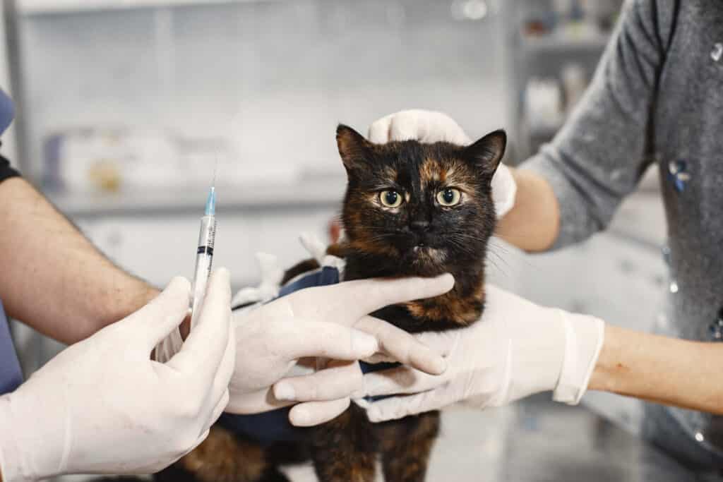 A cat with a what are you about to do to me look as a vet holds up a shot.